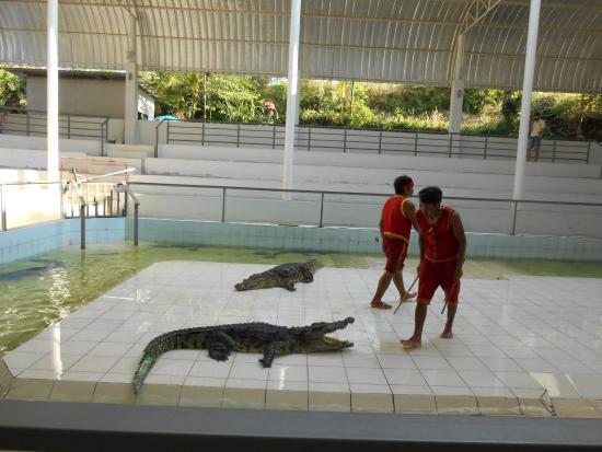 Crocodile Farm and Sea Aquarium